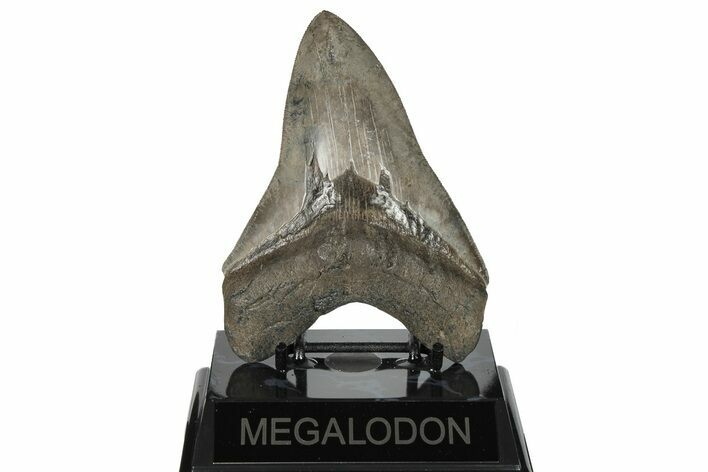 Serrated, 4.95" Fossil Megalodon Tooth - South Carolina